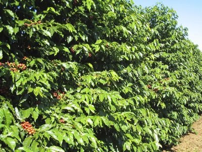 Lavoura - Crédito: Shutterstock