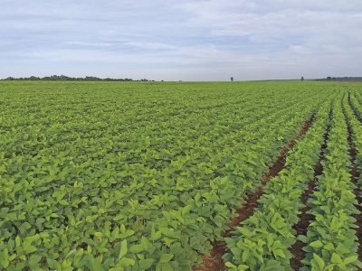 Lavoura - Foto: Hexion