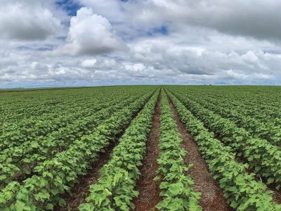 Lavoura - Crédito: Shutterstock