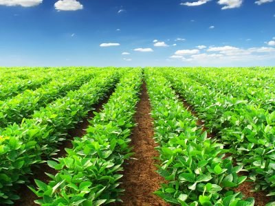 Lavoura - Crédito: Shutterstock