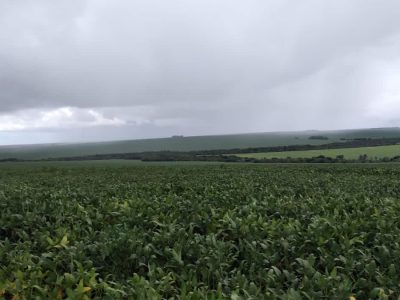 Lavoura - Foto: Jeferson Santos - Técnico Aprosoja/MS