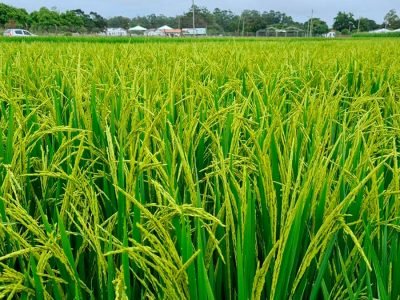 Lavoura Arroz -  Foto: André Matos/Irga Zona Sul/Divulgação