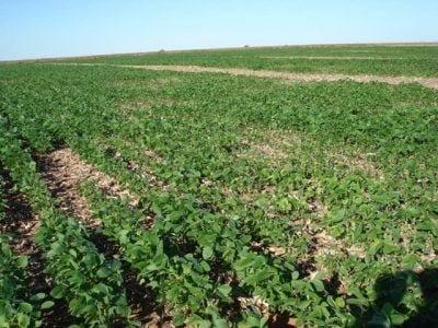 Lavoura com nematoide - Crédito Cláudia Arieira