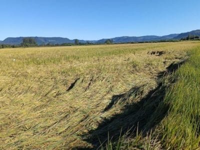 Lavoura de Arroz Acamada - Crédito Federarroz Divulgação (Pequeno)