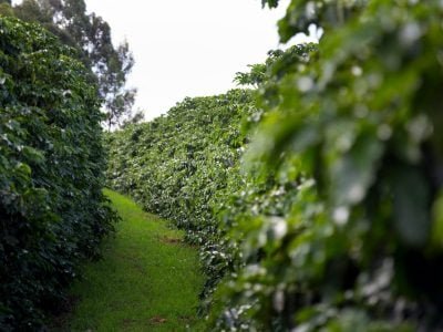 Lavoura de café - Crédito Shutterstock