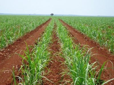 Lavoura de cana-de-açúcar em Minas Gerais durante safra 202627