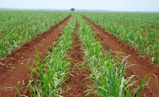 Lavoura de cana-de-açúcar em Minas Gerais durante safra 202627