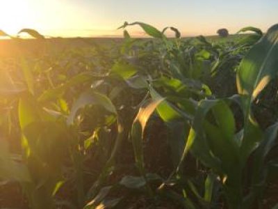 Lavoura de milho (Telefone)