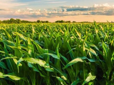 Beautiful,Field,View,,As,A,Spiritual,Person,,Nature,For,Me