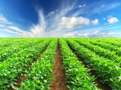 Crédito Shutterstock