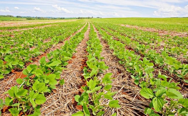 Arquivo Embrapa Soja