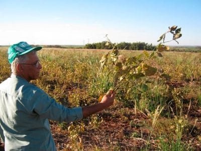 Lavouras atacadas pela ferrugem asiática da soja