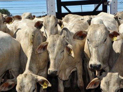 Leilao-de-gado-de-corte-Acrioeste_Bahia-Farm-Show_Foto_Divulgacao-Acrioeste-Telefone