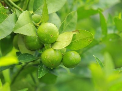 Limão - Foto: Shutterstock