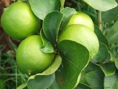 Limão-25-Crédito-Miriam-Lins