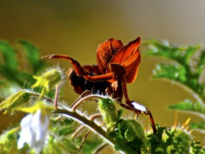 Louva Deus - Crédito Cristiano Soares de Oliveira