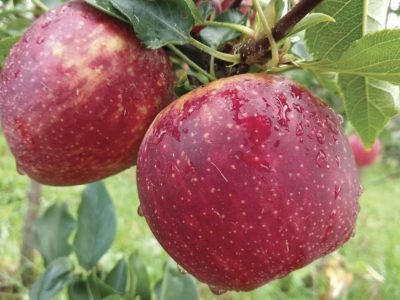 Maçã - Crédito: Arquivo