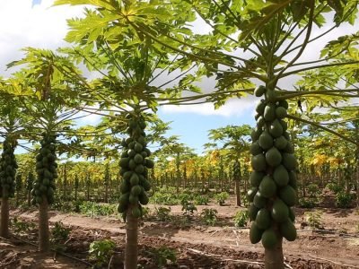 Mamão - Crédito: Brapex