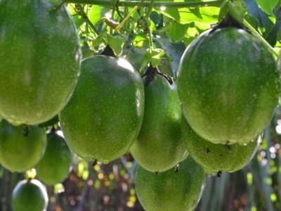 Maracujá Catarina - Foto: Divulgação