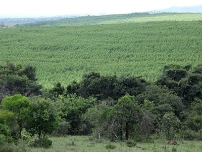 Fotos: Alexandre Amaral/Emater-MG
