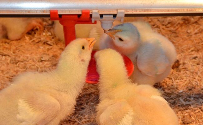 Aplicativo da Embrapa para monitorar cascudinho na avicultura com inteligência artificial