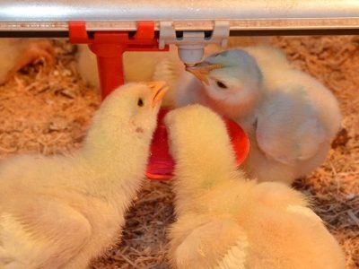 Aplicativo da Embrapa para monitorar cascudinho na avicultura com inteligência artificial