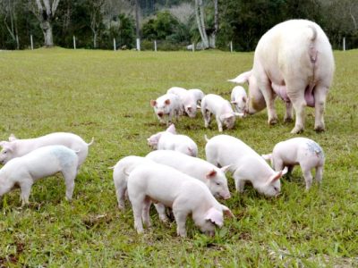 Créditos da foto: Embrapa