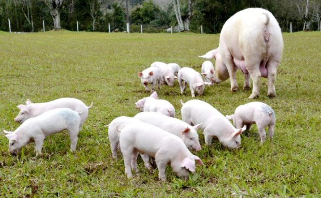 Créditos da foto: Embrapa