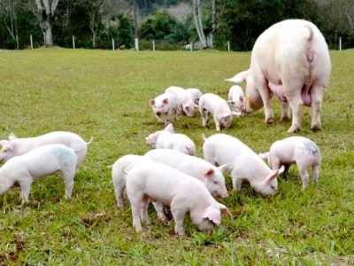 Créditos da foto: Embrapa