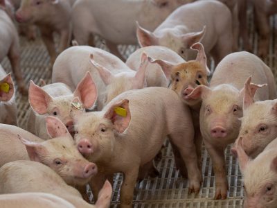 Suinocultura PAD DF 18 de junho de 2020. Granja de suínos. Suinocultura. Foto: Wenderson Araujo/Trilux