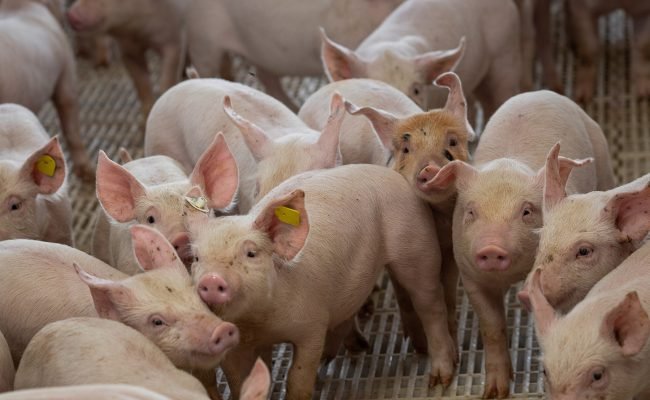 PAD DF 18 de junho de 2020. Granja de suínos. Suinocultura. Foto: Wenderson Araujo/Trilux