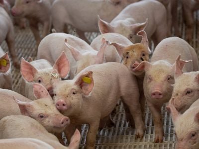 PAD DF 18 de junho de 2020. Granja de suínos. Suinocultura. Foto: Wenderson Araujo/Trilux