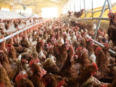 Créditos da foto: Alisson Siqueira