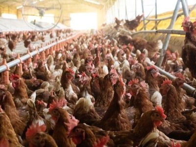 Créditos da foto: Alisson Siqueira