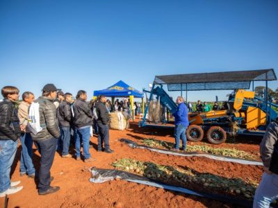 Cebola Lucinda F1 - Topseed Premium - Mecanização de cebola
Agristar do Brasil