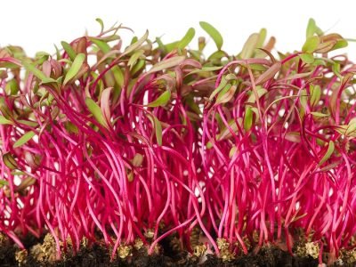 Beterraba - Isla Sementes