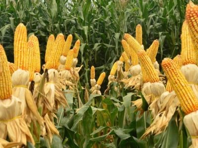 Milho - Foto: Divulgação