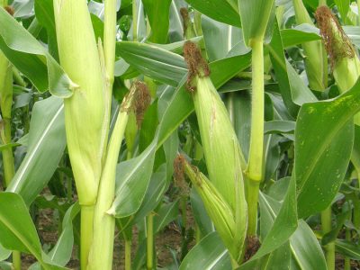 Milho - Crédito Shutterstock