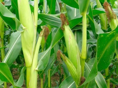 Milho - Crédito Shutterstock