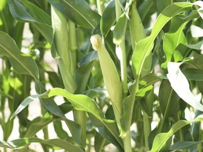 Plantação de milho (imagem gratuita do banco Unsplash)  Foto: Denisse Leon/Unsplash