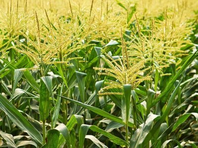 Milho - Fotos: Shutterstock