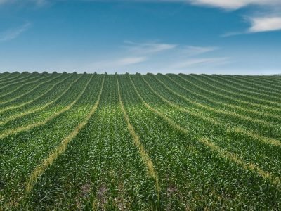 Milho - Fotos: Shutterstock