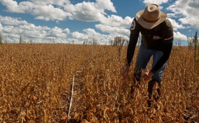 Crescimento da safra se deve 30% à ampliação de área e 70% aos ganhos de produtividade
Eduardo Monteiro/Rally da Safra