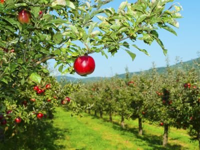 Maçã - Crédito: Shutterstock