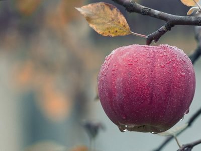 Campo Futuro oportunizou levantar custos de produção da área de horticultura (foto Divulgação Banco de Imagens)