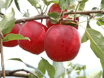 Maçã - Crédito: Aires Carmem