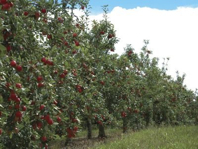 Maçã - Crédito: Aires Mariga