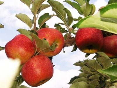 As maçãs plantadas no Vale do São Francisco tem apresentado cada vez mais melhores qualidades - Crédito Embrapa
