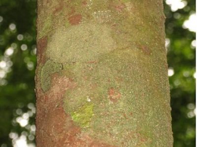 Macacaporanga