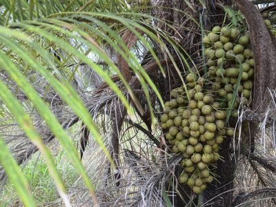 Macaúba - Crédito Daniela Collares